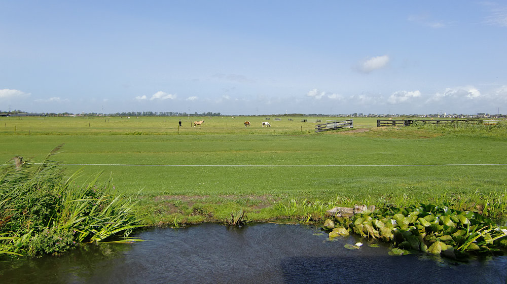 Uitzicht over de weide