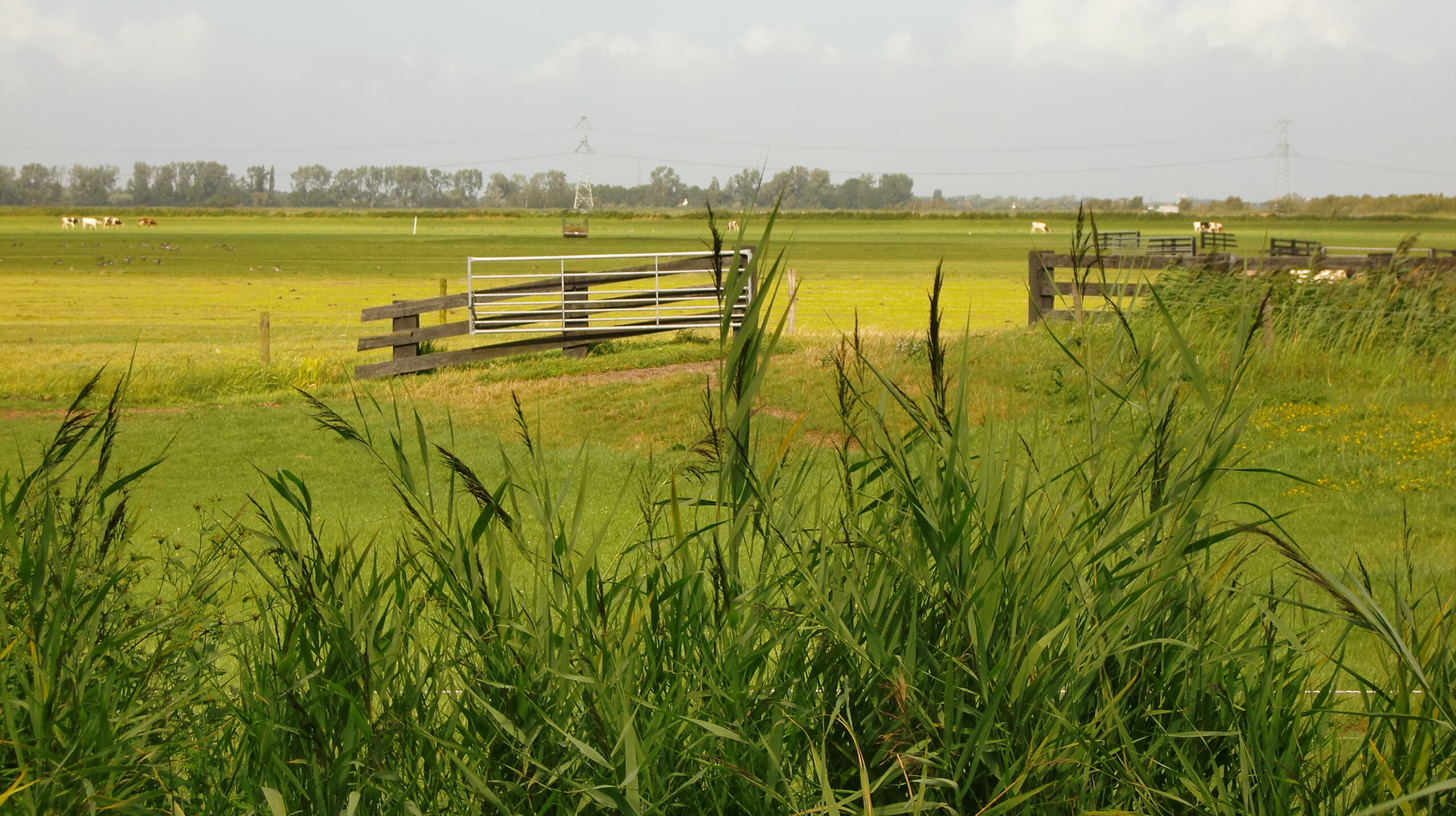 Westzaanse Polder